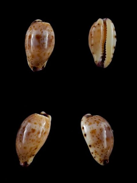 Cypraea hammondae dampierensis Gem 14,7 mm-0