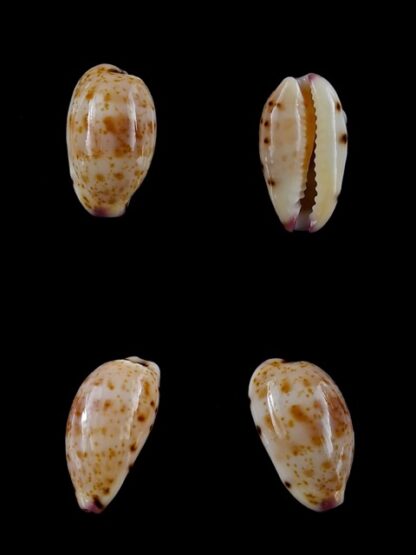 Cypraea hammondae dampierensis Gem 15,2 mm-0