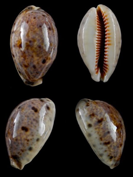 Cypraea lynx Gem 45 mm-0