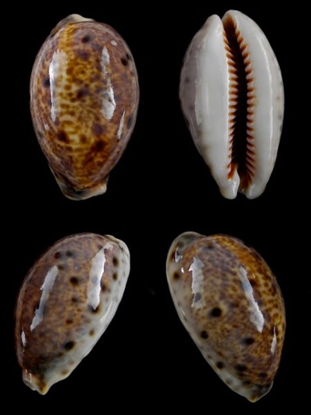 Cypraea lynx Gem 46,6 mm-0