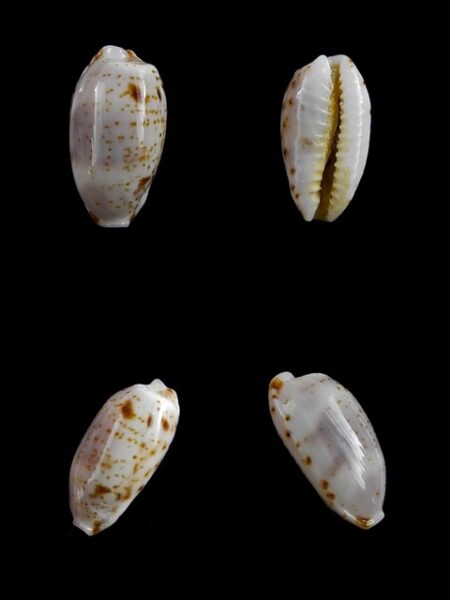 Cypraea nanostraca 13,3 mm Gem-0