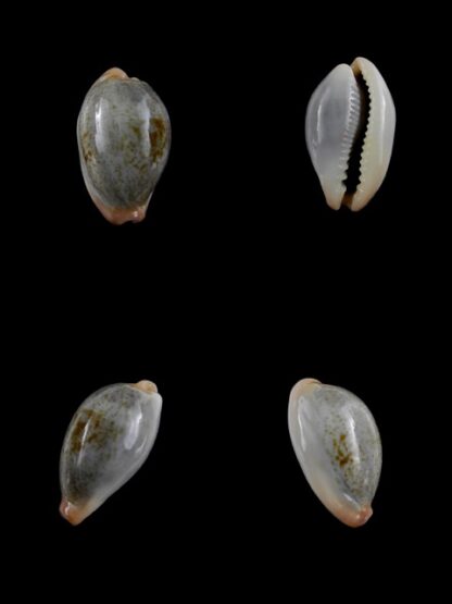 Cypraea subviridis dorsalis " Dwarf" Gem 22,3 mm-0