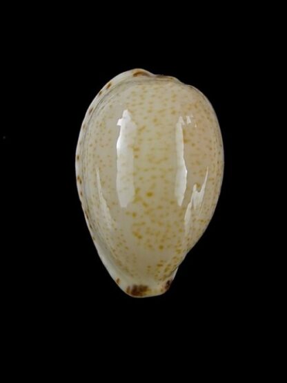 Notocypraea declivis 23,3 mm Gem.-0
