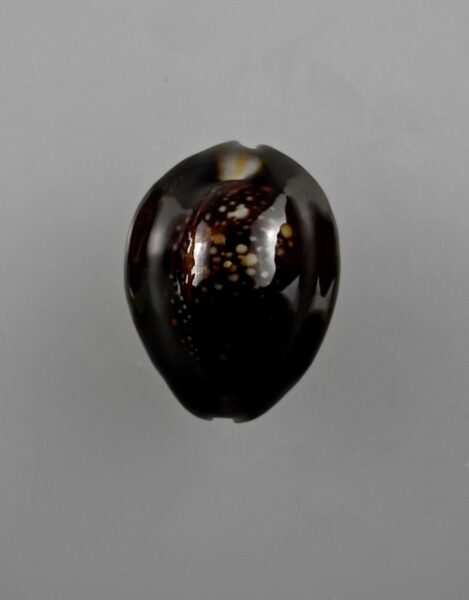 Cypraea caputserpentis " darck and flat " Gem 28,3 mm-0