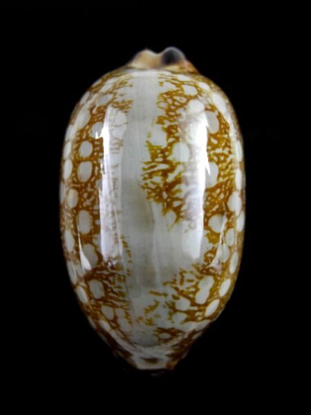 Cypraea scurra indica f. vono " Big" Gem 49,6 mm-0