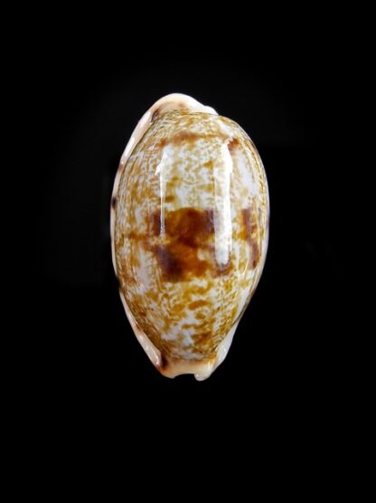 Cypraea teres f. janae Gem 28,8 mm-0