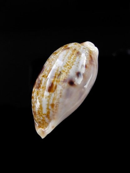 Cypraea teres f. janae Gem 28,8 mm-6754