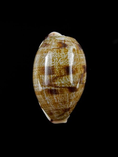 Cypraea teres f. janae Gem 26,6 mm-0