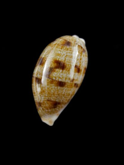 Cypraea teres f. janae Gem 26,6 mm-6763