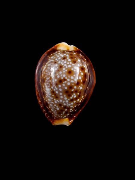 Naria bellatrix . 21,7 mm Gem-0