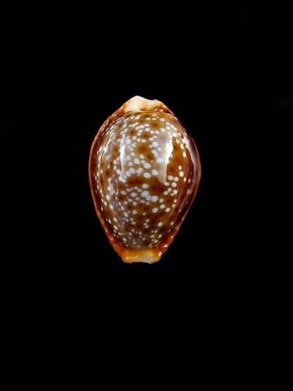 Naria bellatrix . 19,3 mm Gem-0