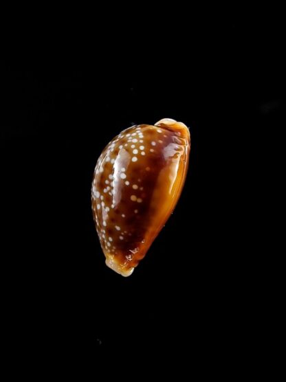 Naria bellatrix . 19,3 mm Gem-6779