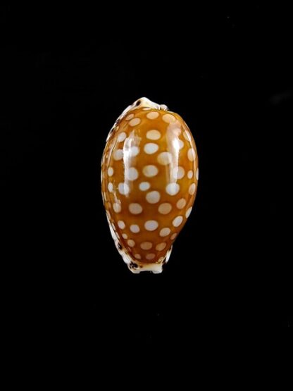 Cribrarula astaryi 20,3 mm Gem-0
