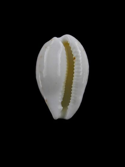 Cypraea comptoni mayi f. wilkinsi 20,7 mm Gem-6867