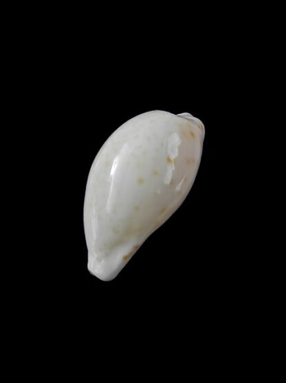 Cypraea comptoni mayi f. wilkinsi 20,7 mm Gem-6866