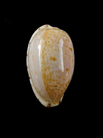 Notocypraea declivis " Bicolor" 27 mm Gem.-6934