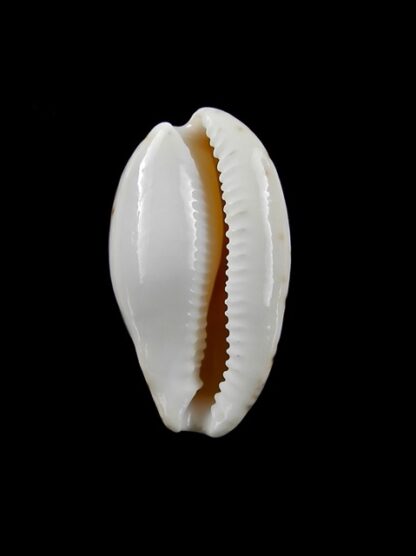 Notocypraea declivis " Bicolor" 27 mm Gem.-6936