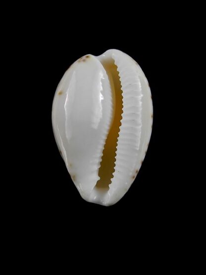 Notocypraea declivis 26,6 mm Gem.-6916