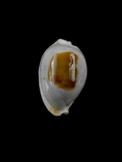 Cypraea brevidentata fluctuans Gem 22,1 mm-6812