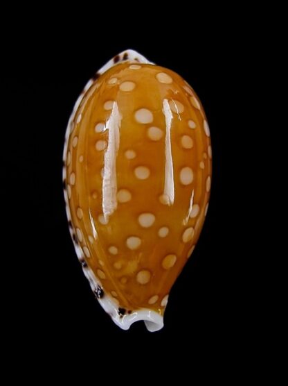 Cypraea cumingii. f. cleopatra " Geant " 25,7 mm Gem-7239