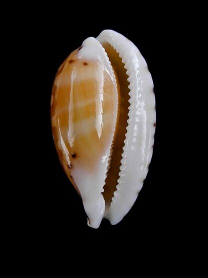 Cypraea cumingii. f. cleopatra " Geant " 25,7 mm Gem-7241