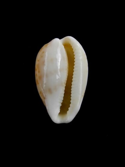 Cypraea piperita bicolor 20,3 mm Gem-7099