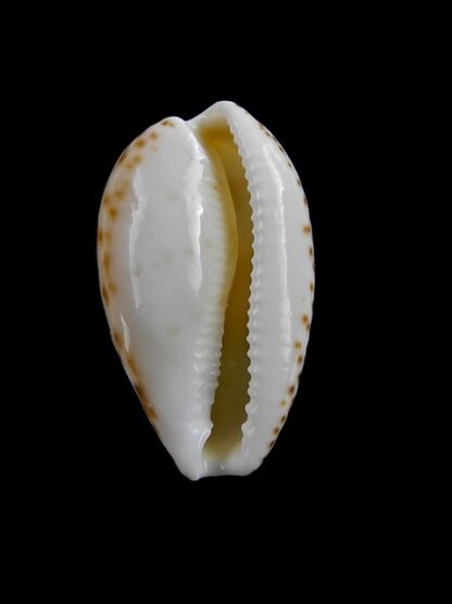 Cypraea piperita bicolor 22,9 mm Gem-7142