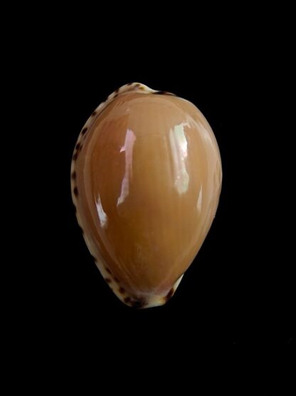 Notocypraea angustata angustata. 24,1 mm Gem-6983