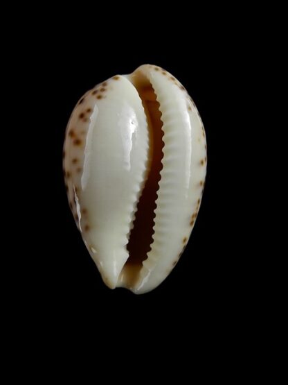 Notocypraea angustata angustata. 24,8 mm Gem-6994