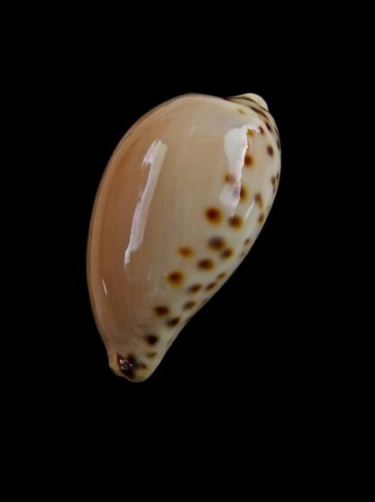 Notocypraea angustata angustata. 24,8 mm Gem-6997