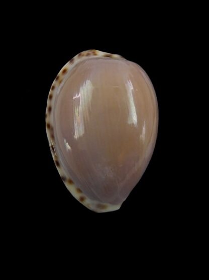 Notocypraea angustata angustata. 22,4 mm Gem-6974