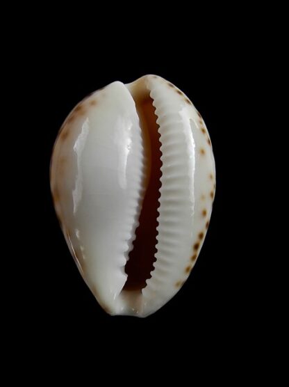 Notocypraea angustata angustata. 22,4 mm Gem-6975