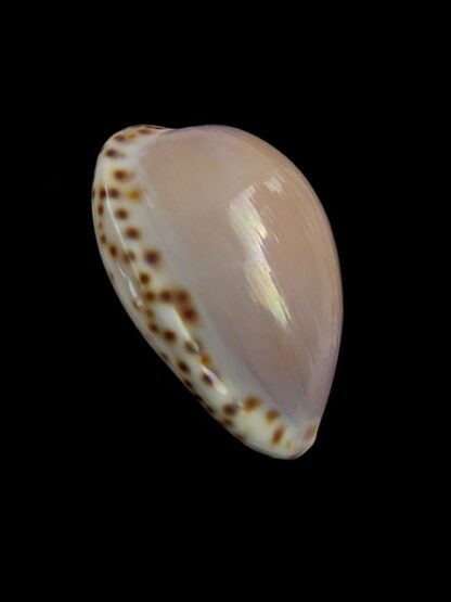 Notocypraea angustata angustata. 22,4 mm Gem-6976
