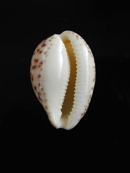 Notocypraea angustata f. molleri Gem 24,9 mm-7013