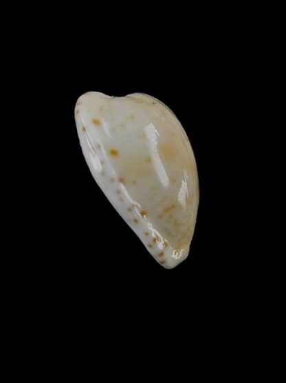 Cypraea comptoni mayi f. wilkinsi 18,9 mm Gem-7075