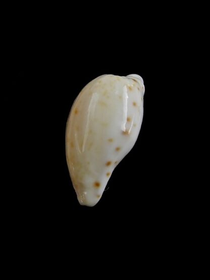 Cypraea comptoni mayi f. wilkinsi 18,9 mm Gem-7074