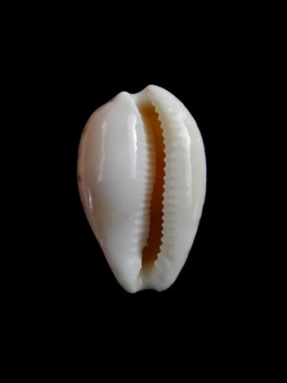 Notocypraea comptonii mayi Gem 22,2 mm-7034