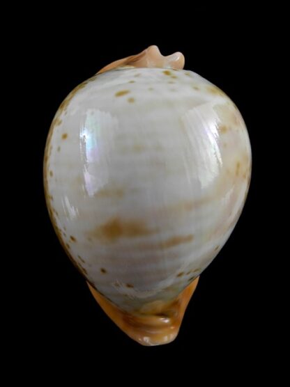 Umbilia armeniaca westralica " special color " 88,3 mm Gem-0