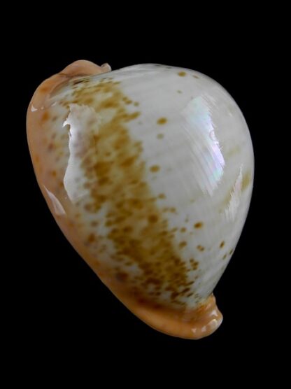 Umbilia armeniaca westralica " special color " 88,3 mm Gem-7221