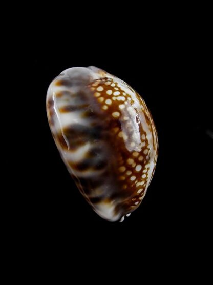 Cypraea depressa Gem 34,6 mm --7227