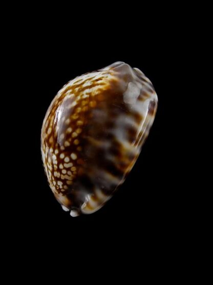 Cypraea depressa Gem 34,6 mm --7231