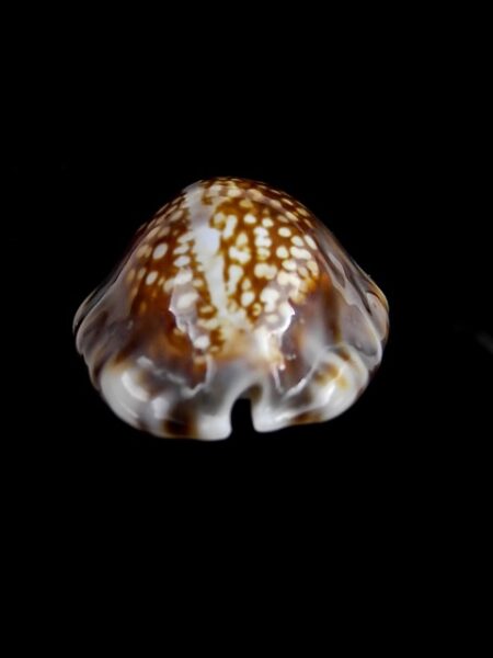Cypraea depressa Gem 34,6 mm --0