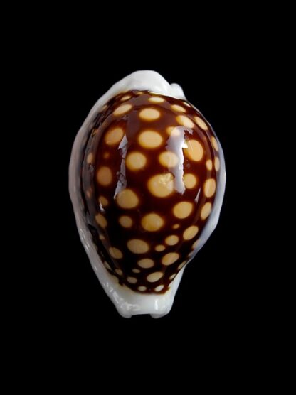 Cypraea exmouthensis magnifica. 33,9 mm F+++-7357