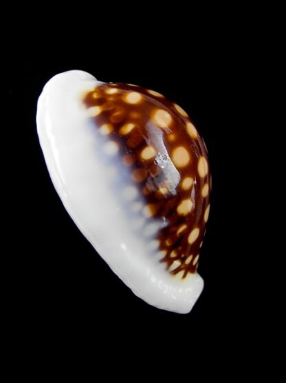 Cypraea exmouthensis magnifica. 33,9 mm F+++-7359