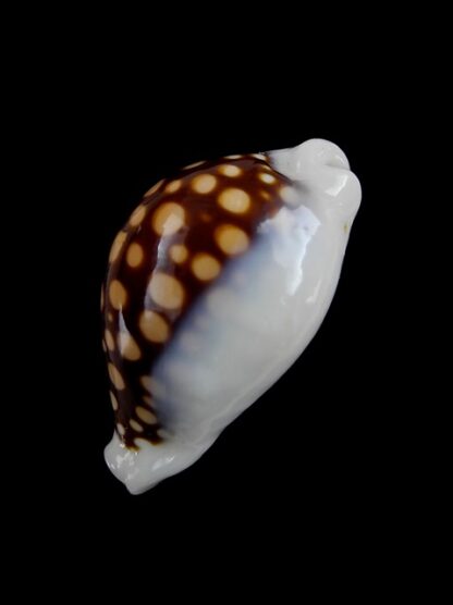 Cypraea exmouthensis magnifica. 33,9 mm F+++-7360