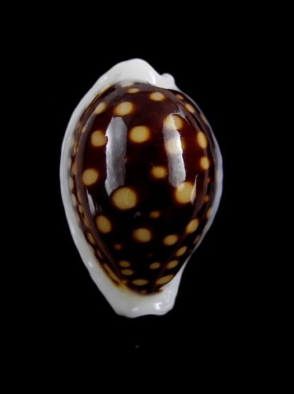 Cypraea exmouthensis magnifica. 30,5 mm Gem--7373