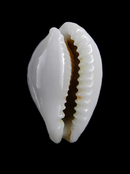 Cypraea exmouthensis magnifica. 30,5 mm Gem--7372