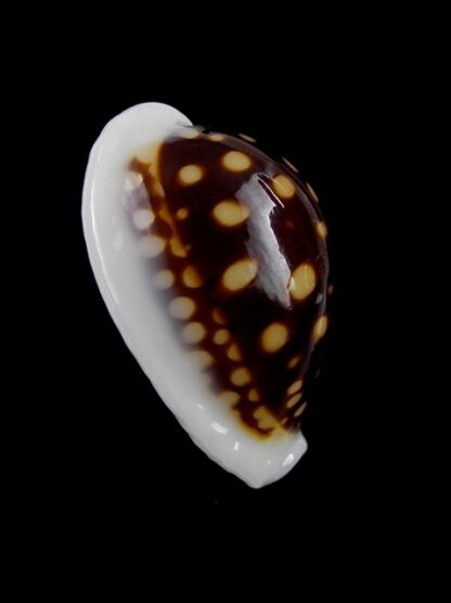 Cypraea exmouthensis magnifica. 30,5 mm Gem--7374