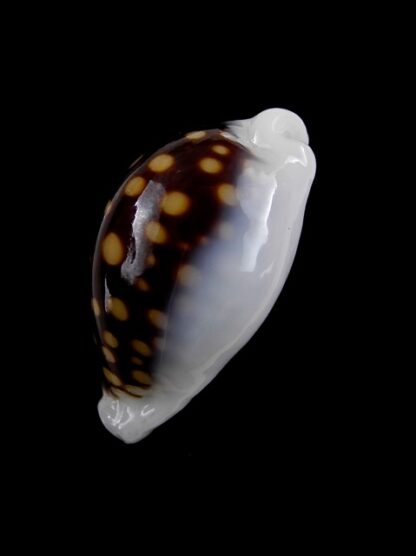 Cypraea exmouthensis magnifica. 30,5 mm Gem--7371