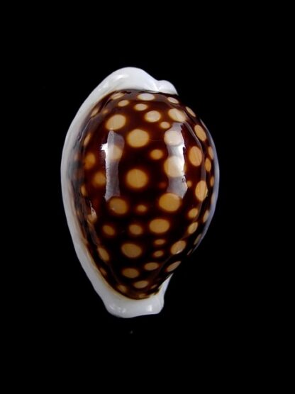 Cypraea exmouthensis magnifica. 30 mm Gem-7382
